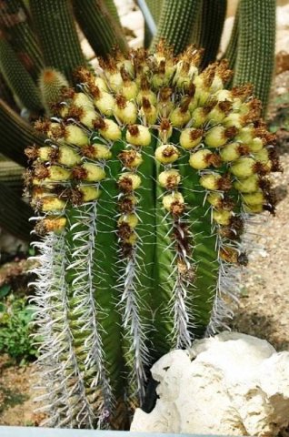 Ferocactus_wislizenii_v